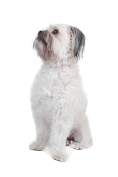 Mixed breed boomer dog sitting, dog looking sideways, isolated on a white background