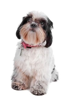 Shih Tzu dog sitting, isolated on a white background