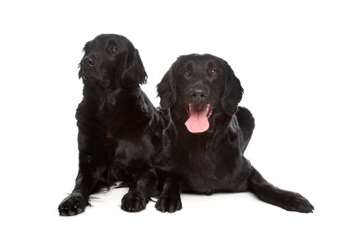 Flat Coat Retriever in front of a white background