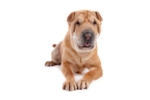 Front view of Shar Pei dog laying, isolated on a white background