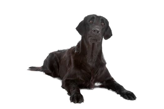 Black Flat coated retriever dog lying, isolated on a white background