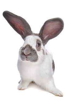 Rabbit in front of a white background