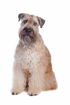Soft Coated Wheaten Terrier dog sitting, isolated on a white background