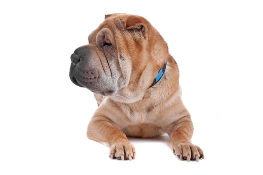 Front view of Shar Pei dog lying. Dog looking sideways, isolated on a white background