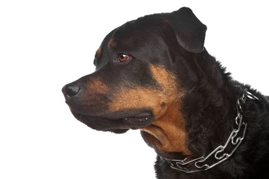 Rottweiler Rottweiler in front of a white background