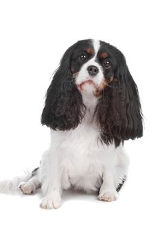 Cavalier King Charles Spaniel dog sitting, isolated on a white background