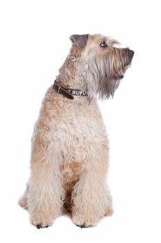 Soft Coated Wheaten Terrier dog sitting, dog looking sideways isolated on a white background