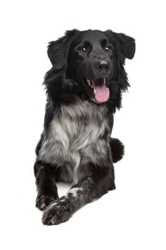 mix border collie sheepdog in front of a white background