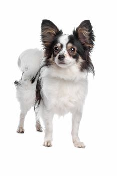 papillon or Butterfly Dog  in front of a white background