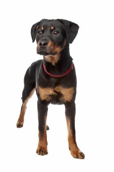 Rottweiler puppy in front of a white background