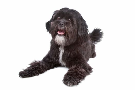 Mixed breed dog Tibetan Terrier and Shih Tzu lying, isolated on a white background