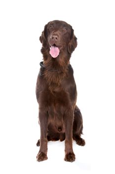 Front view of brown Flatcoated retriever dog looking at camera, isolated on a white background.