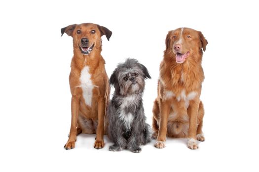 Two mixed breed dogs and a Nova Scotia Duck Tolling Retriever isolated on a white background