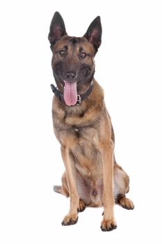 malinois,belgium shepherd isolated on a white background