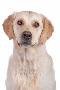 Labrador Retriever isolated on a white background