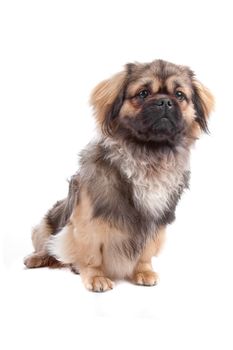 Front view of cute Tibetan Terrier dog isolated on a white background