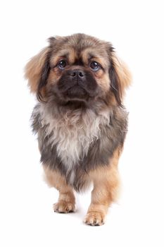 Front view of cute Tibetan Terrier dog stepping, isolated on a white background