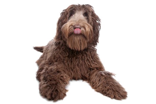 Labradoodle in front of a white background