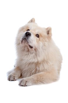 Cute mixed breed dog Chow-Chow and Samoyed lying and looking up, isolated on a white background