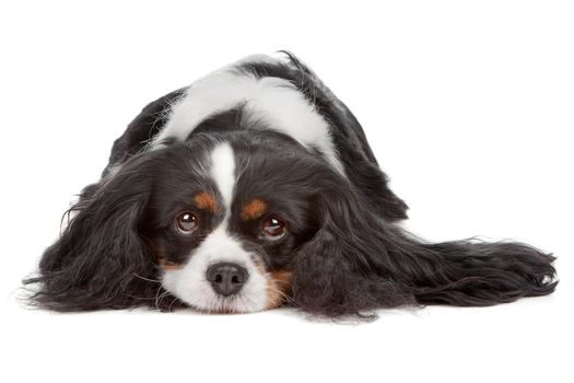 Cavalier King Charles Spaniel dog isolated on a white background