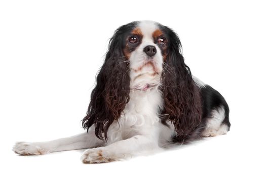 Cavalier king charles spaniel dog lying, isolated on a white background