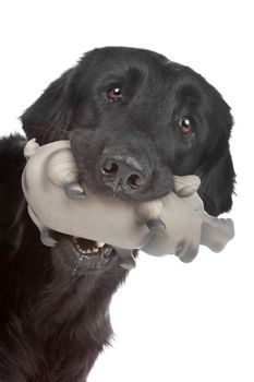 Head of black Flat coated retriever dog and a toy, isolated on a white background