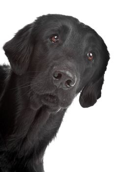 Face of black Flat coated retriever dog isolated on a white background