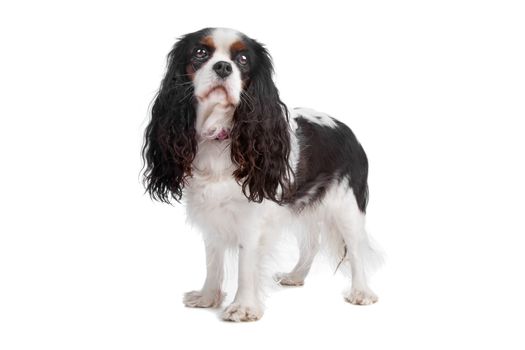 Cavalier king charles spaniel dog standing, isolated on a white background