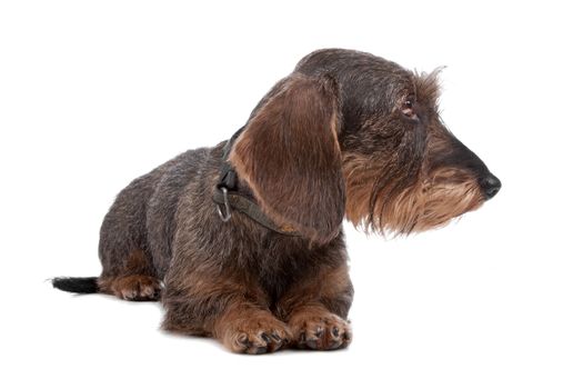 Wire haired Dachshund dog lying on front, looking sideways, isolated on a white background