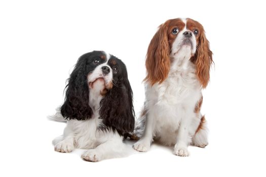 Two Cavalier King Charles Spaniel dogs isolated on a white background