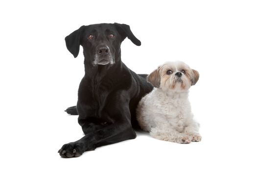 Two mixed breed dogs isolated on a white background