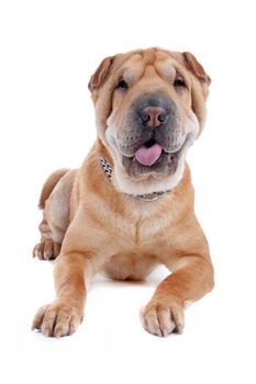 Front view of Shar Pei lying. Dog sticking out tongue, isolated on a white background