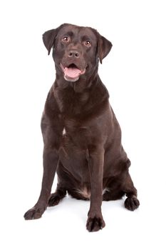 Chocolate Labrador Retriever dog sitting isolated on a white background