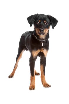 Front view of mixed breed puppy standing and looking at camera, isolated on a white background