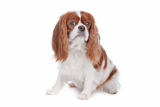 Cavalier King Charles Spaniel dog sitting, isolated on a white background