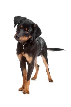 Front view of mixed breed puppy standing, isolated on a white background