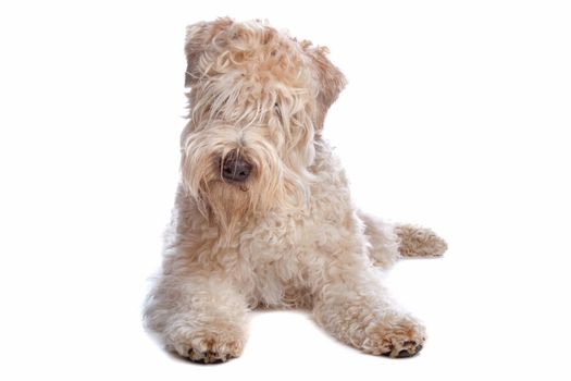 Soft Coated Wheaten Terrier dog lying, isolated on a white background