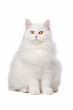 White cat with yellow eyes. On a white background