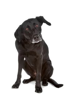 Mixed breed dog sitting, isolated on a white background