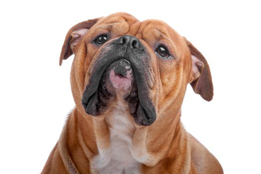 Head of old english bulldog isolated on a white background