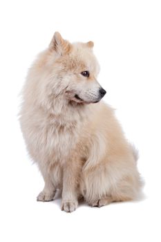 Cute mixed breed dog Chow-Chow and Samoyed sitting and looking sideways, isolated on a white background