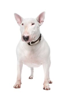 Bull terrier isolated on a white background