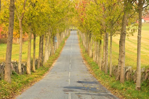 tree lined road in Denmark