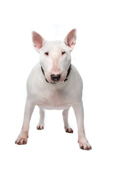 Bull terrier isolated on a white background