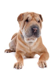 Front view of Shar Pei dog lying, isolated on a white background