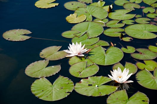 The nymphaea alba in a garden