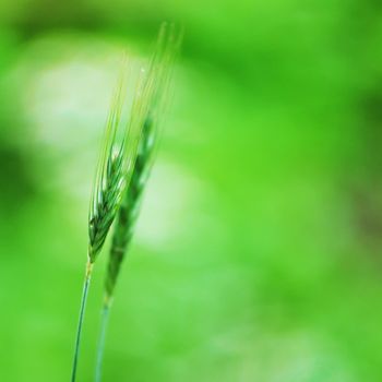 spikelets of oats macro close up