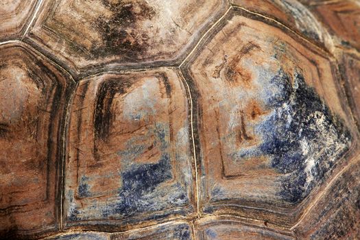 Armour of the big overland turtle