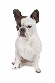 French Bulldog isolated on white