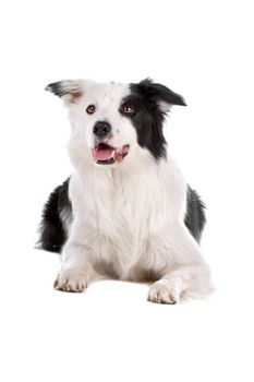 a border collie sheepdog isolated on a white background